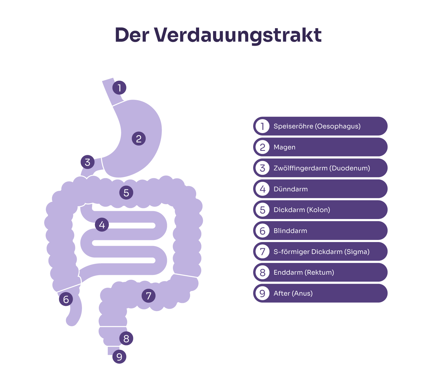 Morbus Crohn: Der Aufbau des Verdauungstrakts